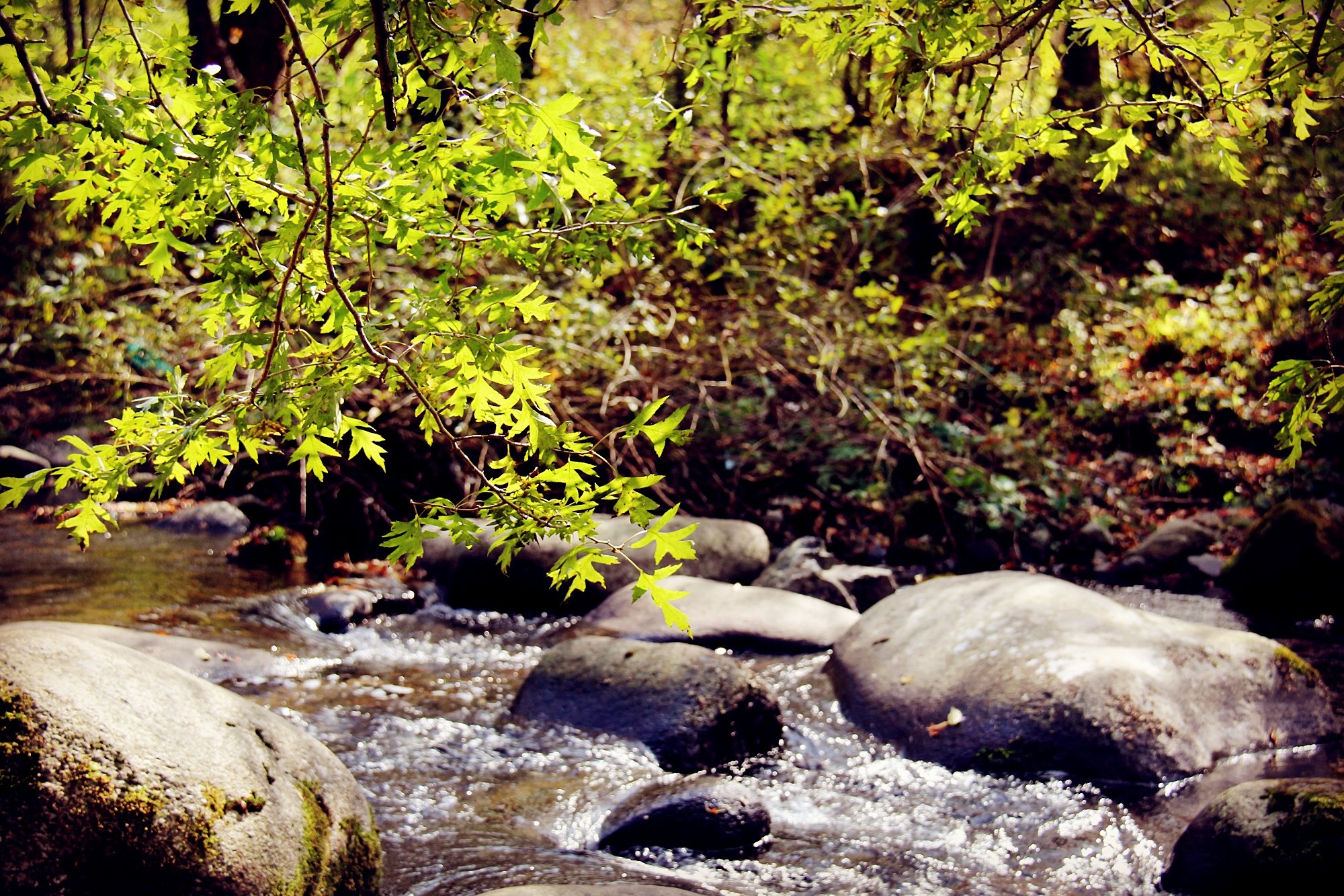 xzl仙踪林视频入口视频欢迎您