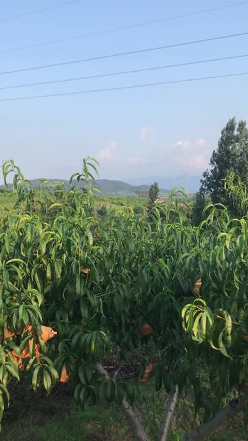 小马拉大车女变形金刚海报